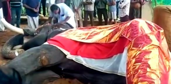 POPULAR ELEPHANT DIES